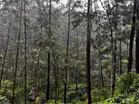 picture of forest at knuckles sri lanka