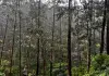 picture of forest at knuckles sri lanka
